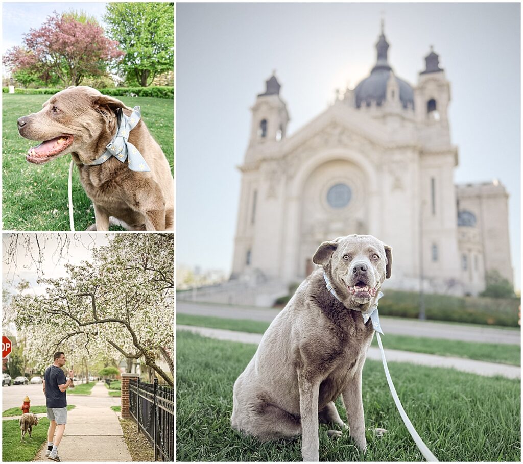Dog photographed on an iPhone during a walk near the Cathedral of Saint Paul