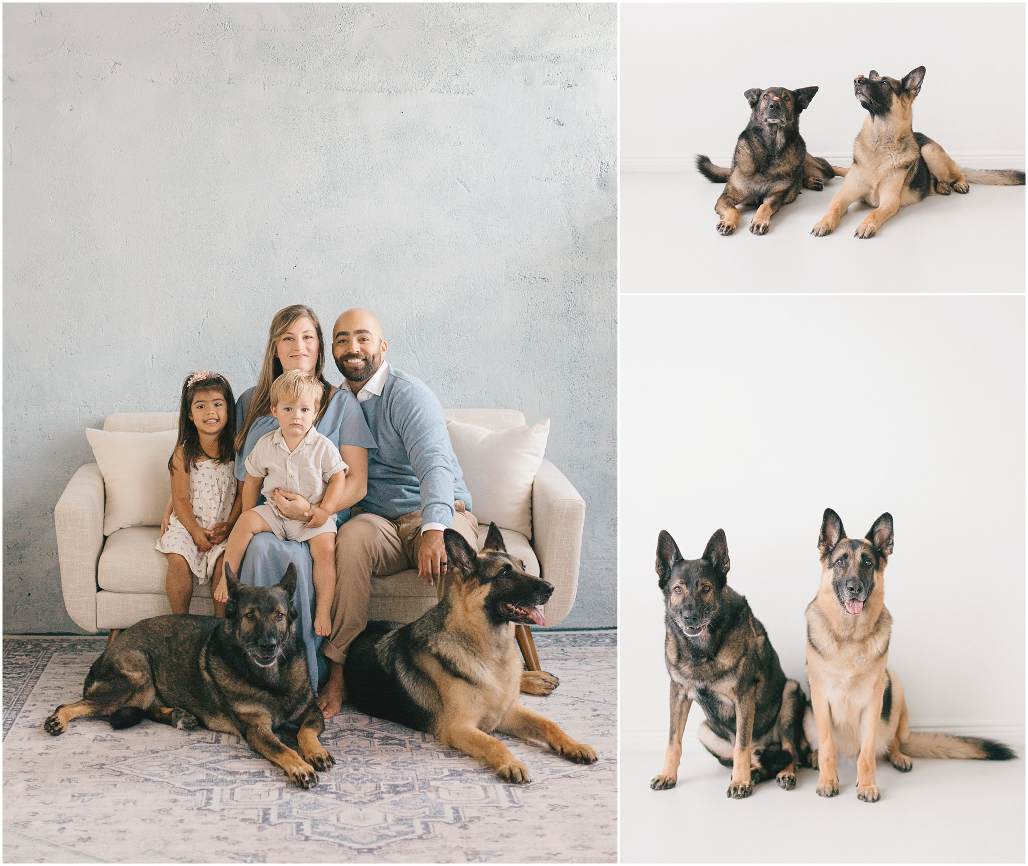 Yes, you can bring your dog! These studio family photos in Minnesota featured two German Shepherds, a sweet toddler, and all the laid-back vibes.