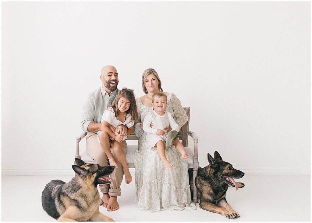 Family of four laughing on a cane bench in a white Minneapolis photography studio with two German Shepherds lying on the floor. Minneapolis studio family photos